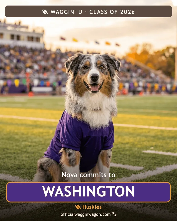 Nova, a Waggin' U mascot pup, commits to Washington