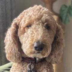 Tilly, the resident dog